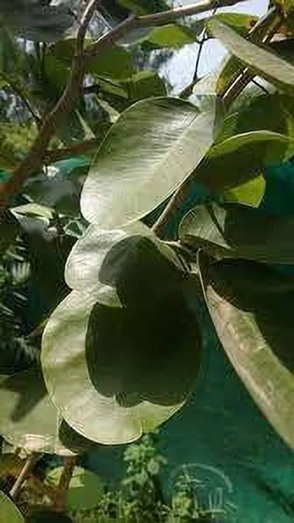 Red_Sandalwood_Plant_(Hybrid,_Pack_of_1)