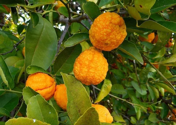 Lemon_Plant_(Hybrid,_Pack_of_1)