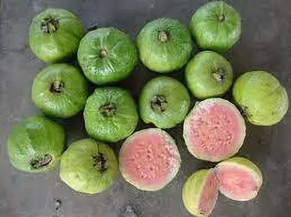 Grape_Plant_(Hybrid,_Pack_of_1)
