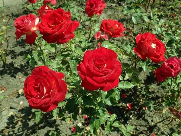 Rose_Plant_(Hybrid,_Pack_of_1)