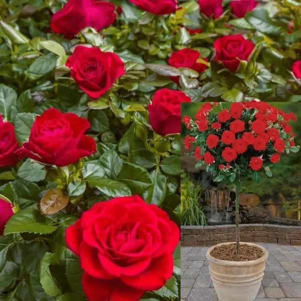 Rose_Plant_(Hybrid,_Pack_of_1)