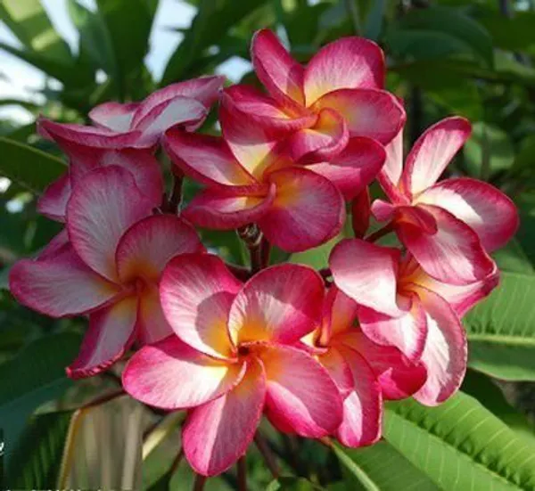 Plumeria_Plant_(Hybrid,_Pack_of_1)