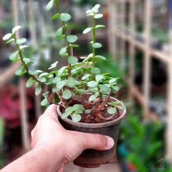 Jade_Plant_(Hybrid,_Pack_of_1)