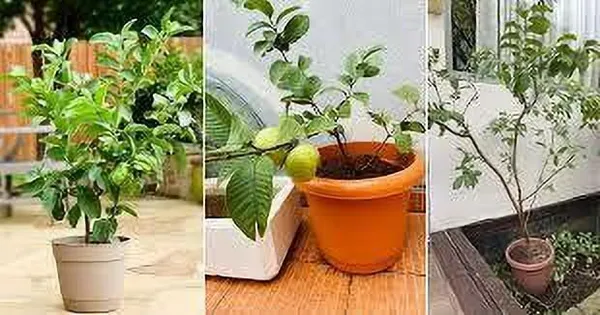 Guava_Plant_(Hybrid,_Pack_of_1)