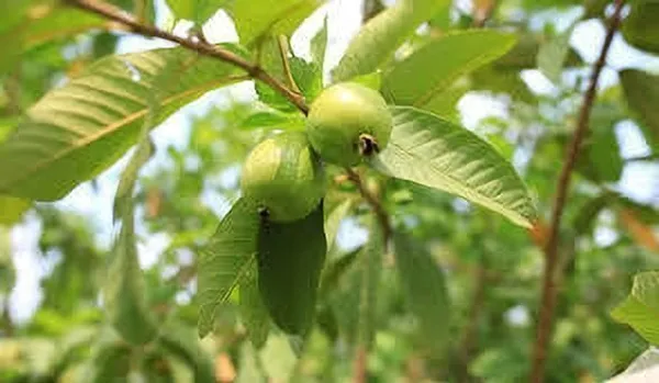 Guava_Plant_(Hybrid,_Pack_of_1)