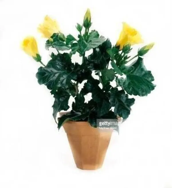 Hibiscus_Plant_(Hybrid,_Pack_of_1)