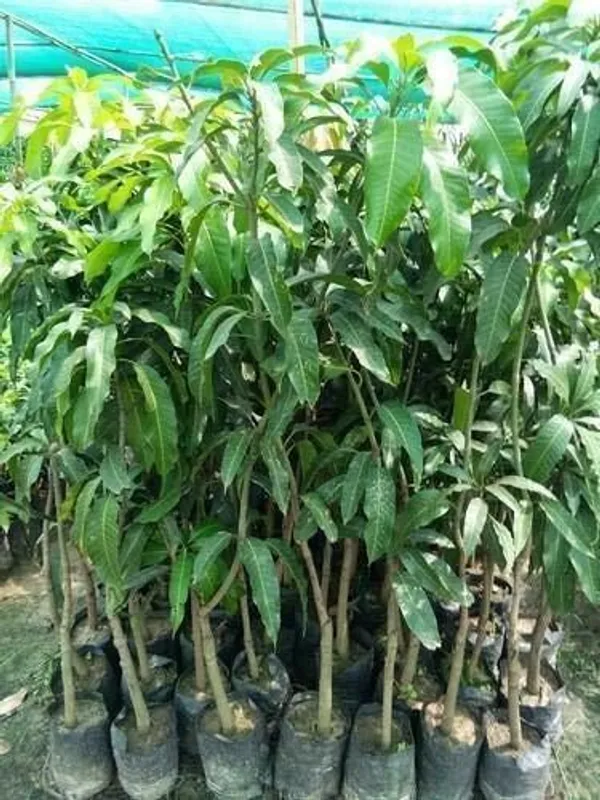 Mango_Plant_(Hybrid,_Pack_of_1)