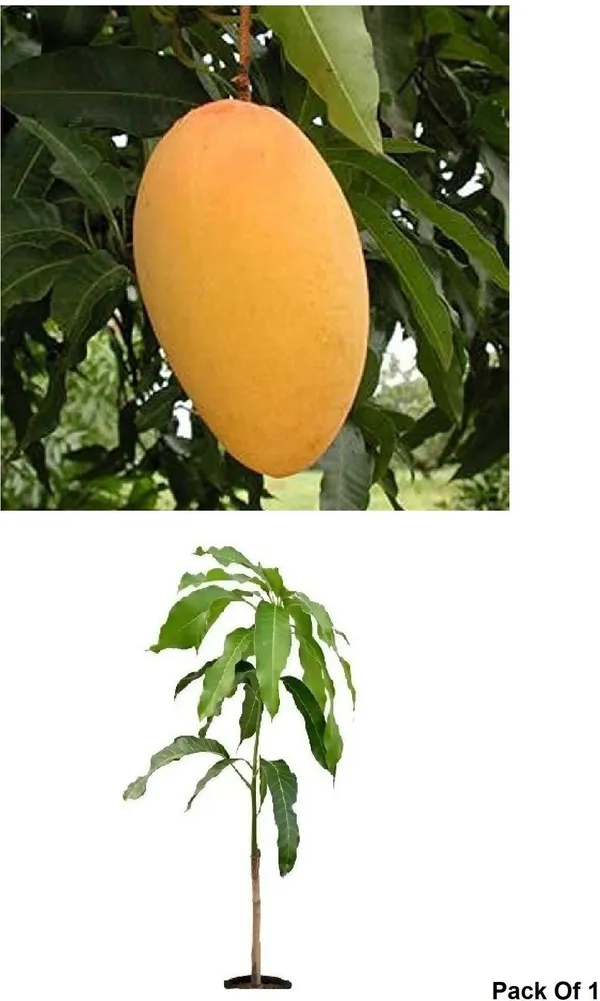 Mango_Plant_(Hybrid,_Pack_of_1)