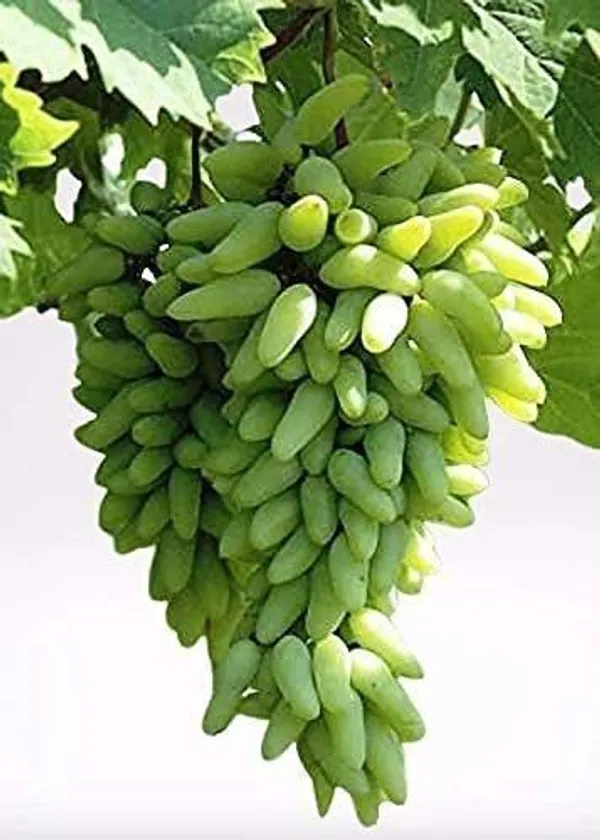 Grape_Plant_(Hybrid,_Pack_of_1)