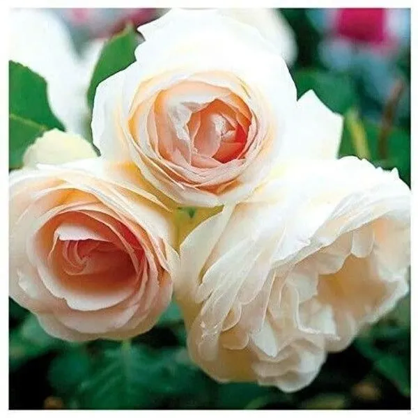 Rose_Plant_(Hybrid,_Pack_of_1)