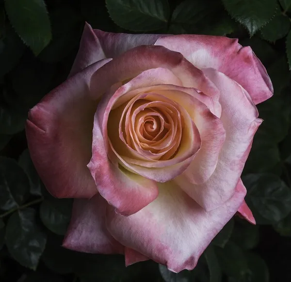 Rose_Plant_(Hybrid,_Pack_of_1)