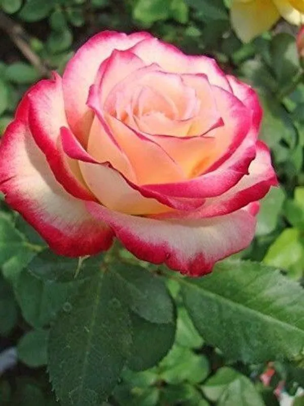 Rose_Plant_(Hybrid,_Pack_of_1)