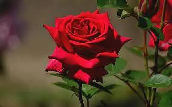 Rose_Plant_(Hybrid,_Pack_of_1)