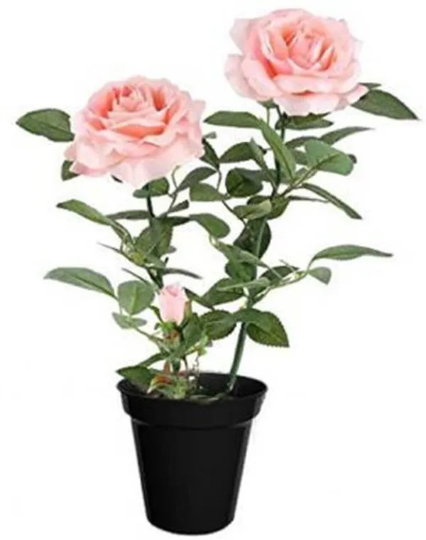 Rose_Plant_(Hybrid,_Pack_of_1)