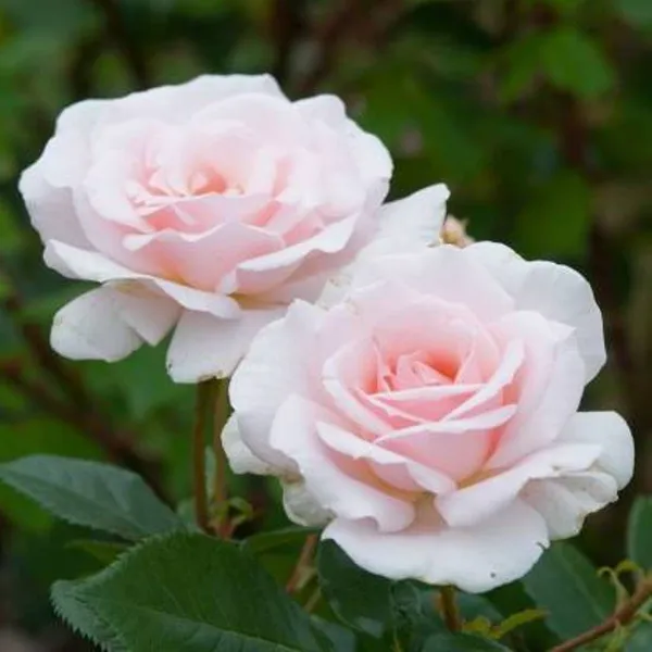 Rose_Plant_(Hybrid,_Pack_of_1)