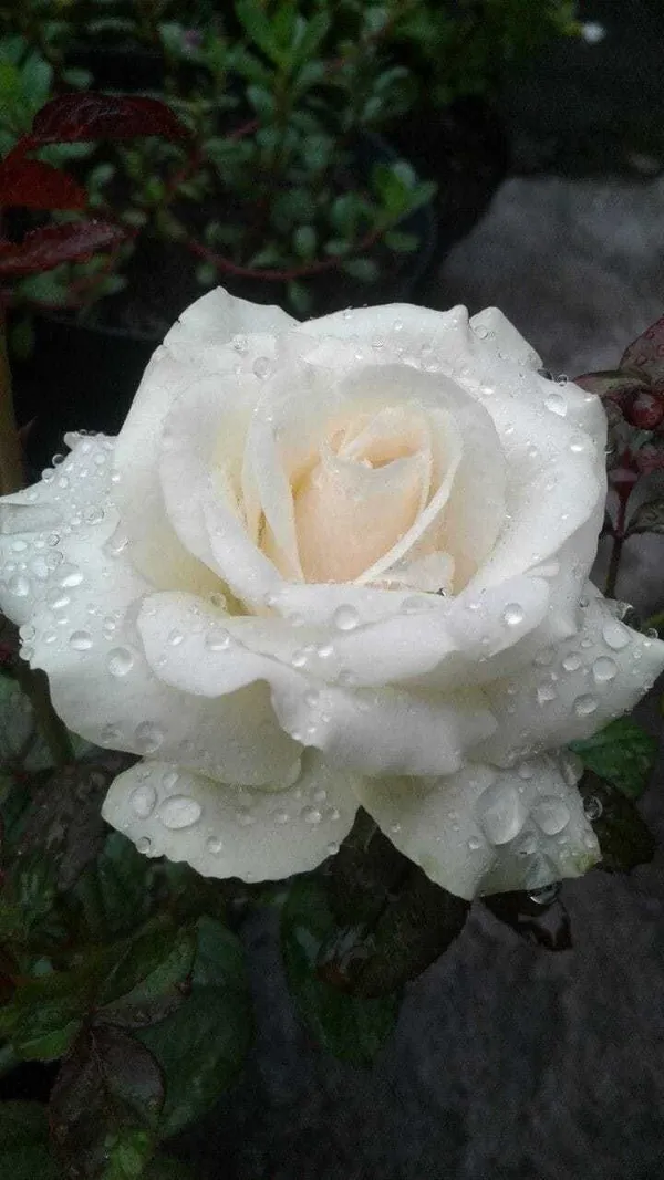 Rose_Plant_(Hybrid,_Pack_of_1)