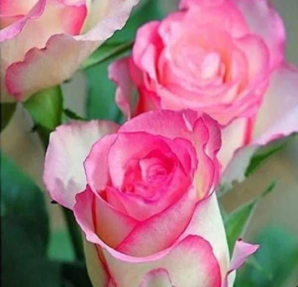 Rose_Plant_(Hybrid,_Pack_of_1)