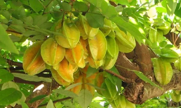 Star_Fruit_Carambola_Grafted_Plant_(Hybrid,_Pack_of_1)