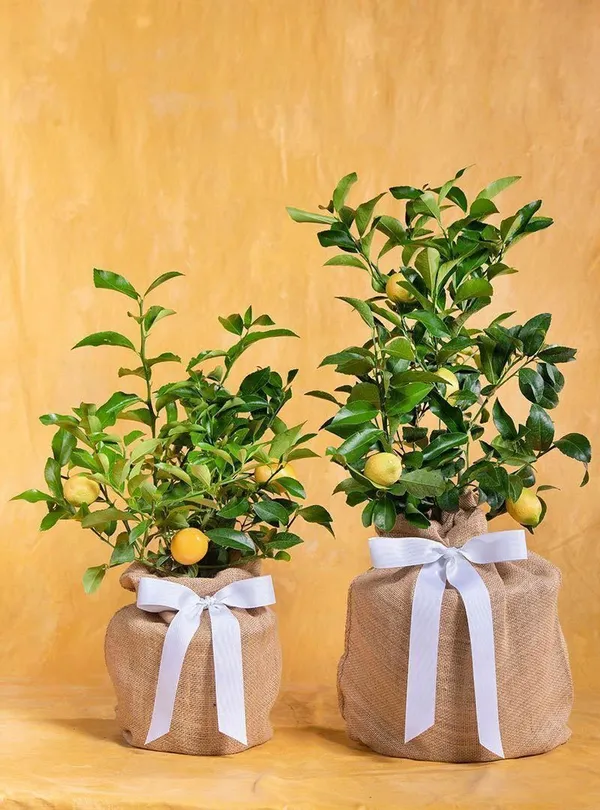 Lemon_Plant_(Hybrid,_Pack_of_1)