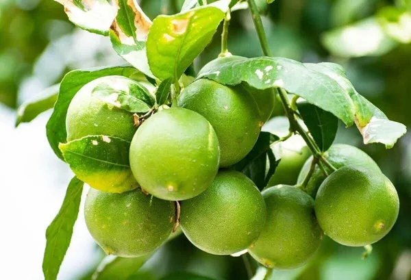 Lemon_Plant_(Hybrid,_Pack_of_1)
