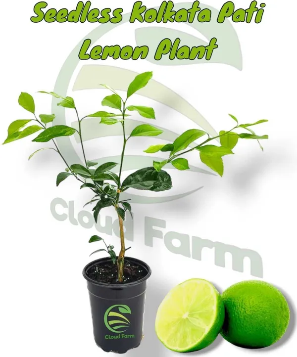 Lemon_Plant_(Hybrid,_Pack_of_1)