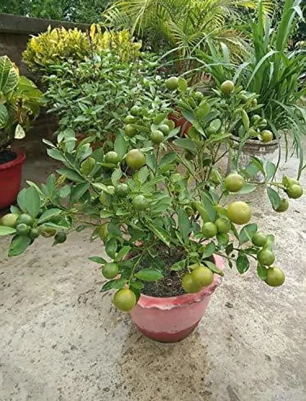 Lemon_Plant_(Hybrid,_Pack_of_1)