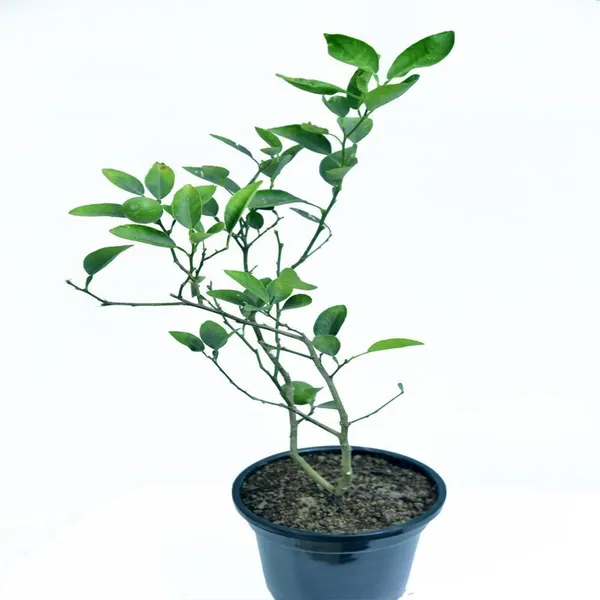 Lemon_Plant_(Hybrid,_Pack_of_1)
