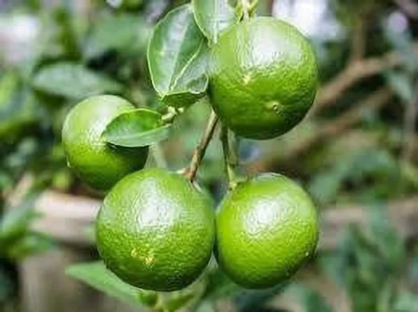 Lemon_Plant_(Hybrid,_Pack_of_1)