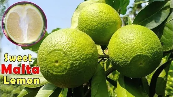 Sweet_Lemon_Plant_(Hybrid,_Pack_of_1)