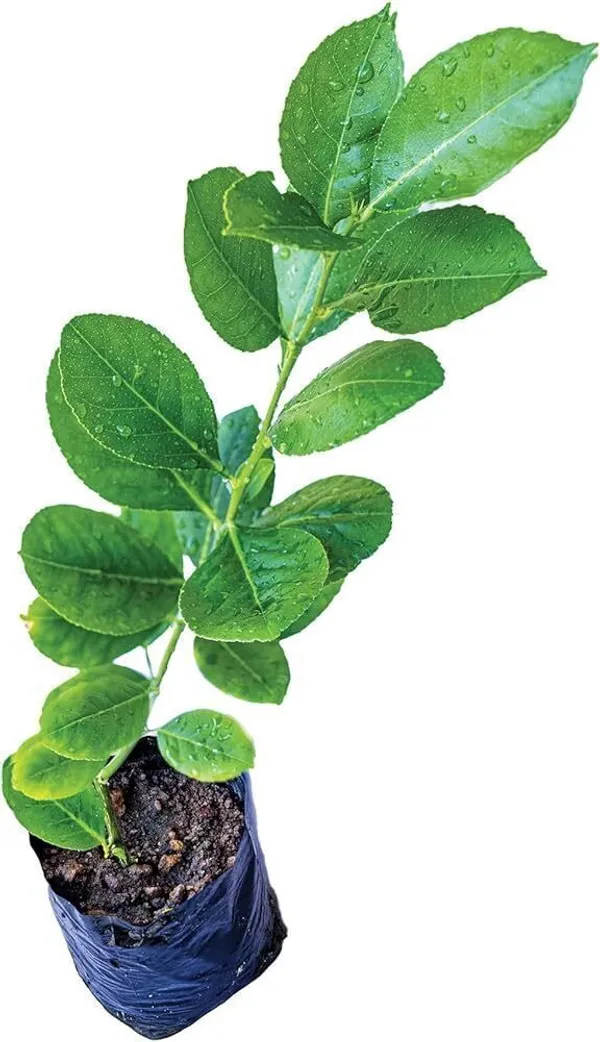 Lemon_Plant_(Hybrid,_Pack_of_1)