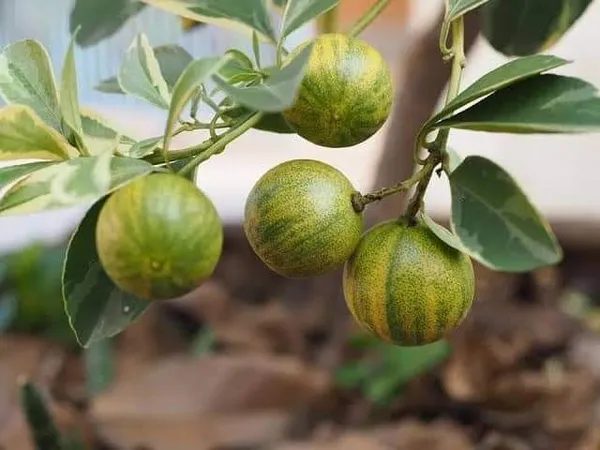Malay_Apple_Plant_(Hybrid,_Pack_of_1)