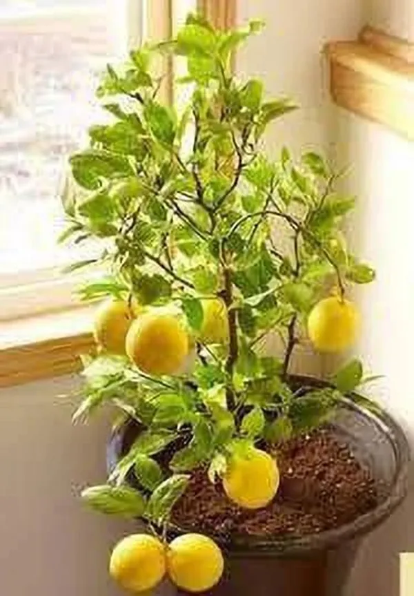 Lemon_Plant_(Hybrid,_Pack_of_1)