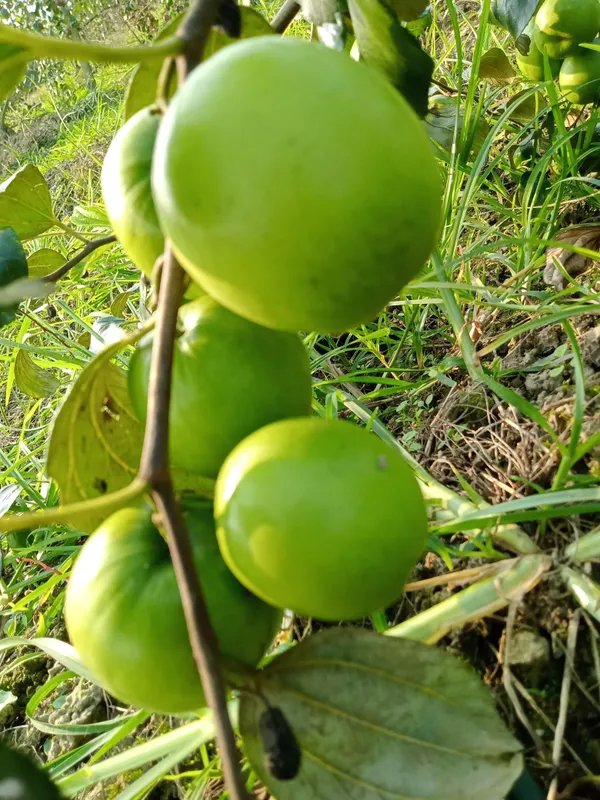 Abiu_Plant_(Hybrid,_Pack_of_1)