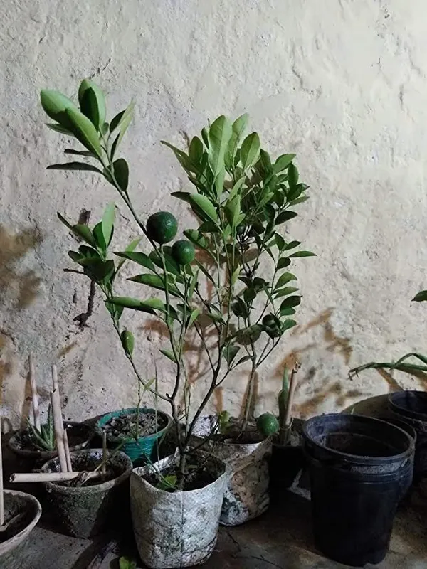 Orange_Plant_(Hybrid,_Pack_of_1)