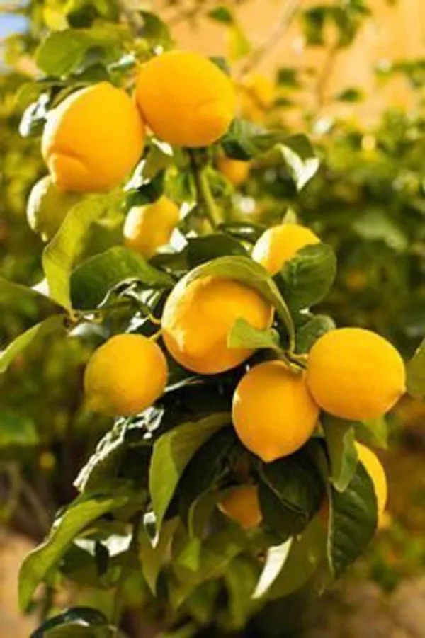 Lemon_Plant_(Hybrid,_Pack_of_1)