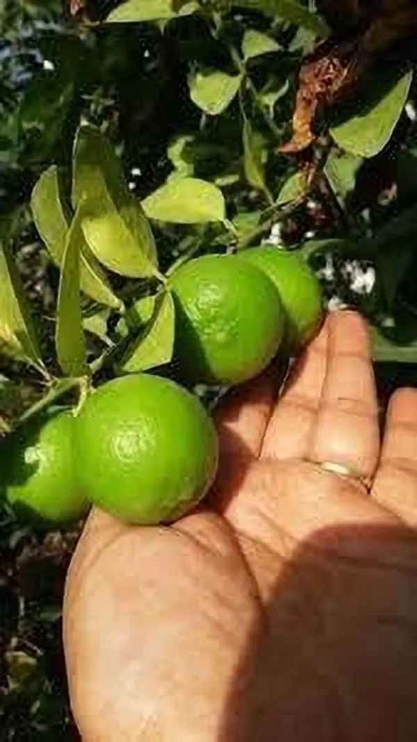 Lemon_Plant_(Hybrid,_Pack_of_1)