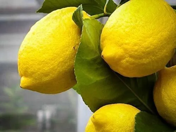 Lemon_Plant_(Hybrid,_Pack_of_1)