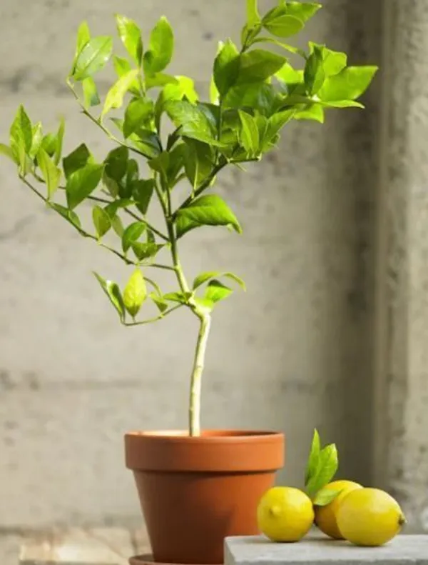 Lemon_Plant_(Hybrid,_Pack_of_1)