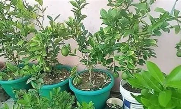 Lemon_Plant_(Hybrid,_Pack_of_1)