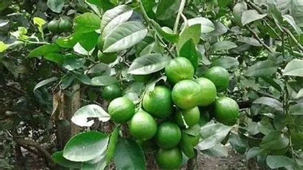Lemon_Plant_(Hybrid,_Pack_of_1)