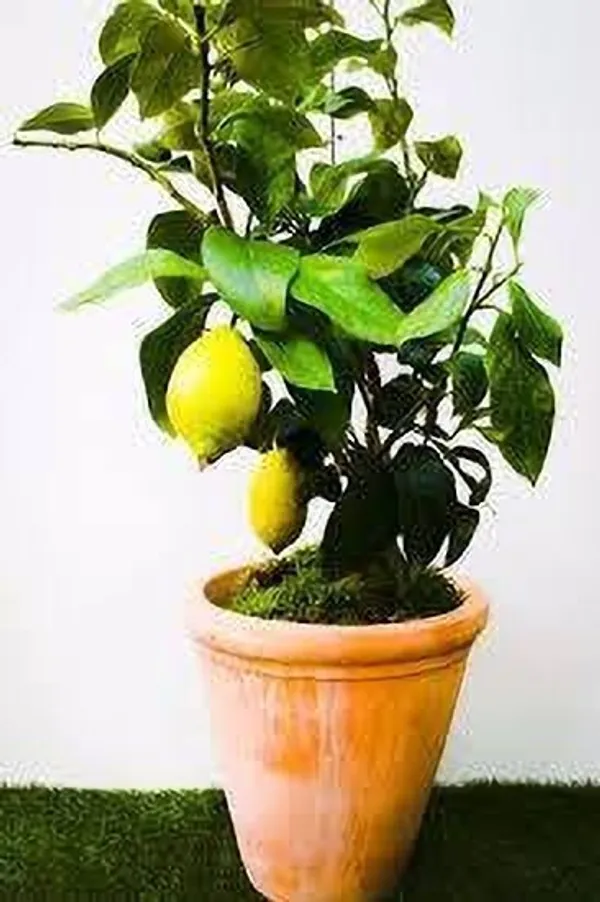 Lemon_Plant_(Hybrid,_Pack_of_1)