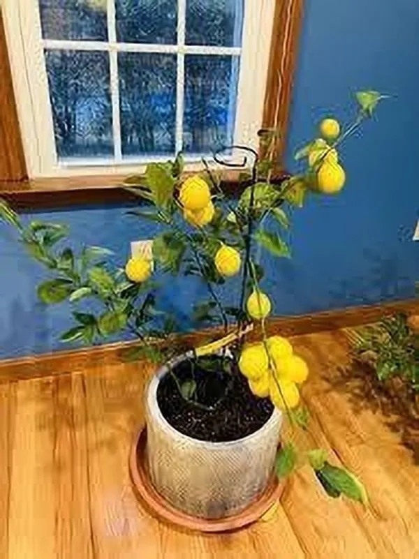 Lemon_Plant_(Hybrid,_Pack_of_1)