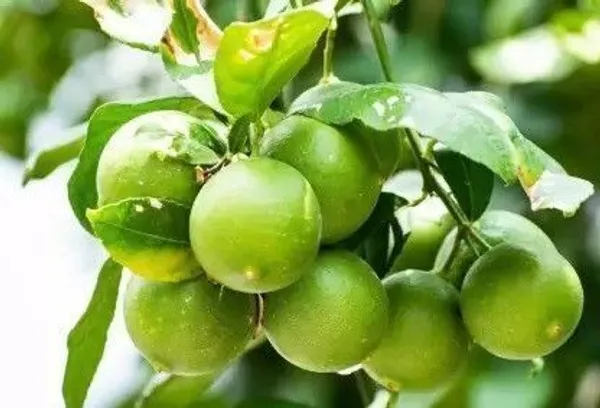 Lemon_Plant_(Hybrid,_Pack_of_1)