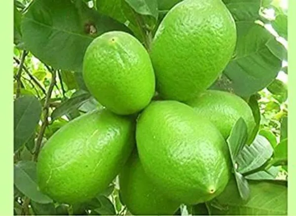 Lemon_Plant_(Hybrid,_Pack_of_1)