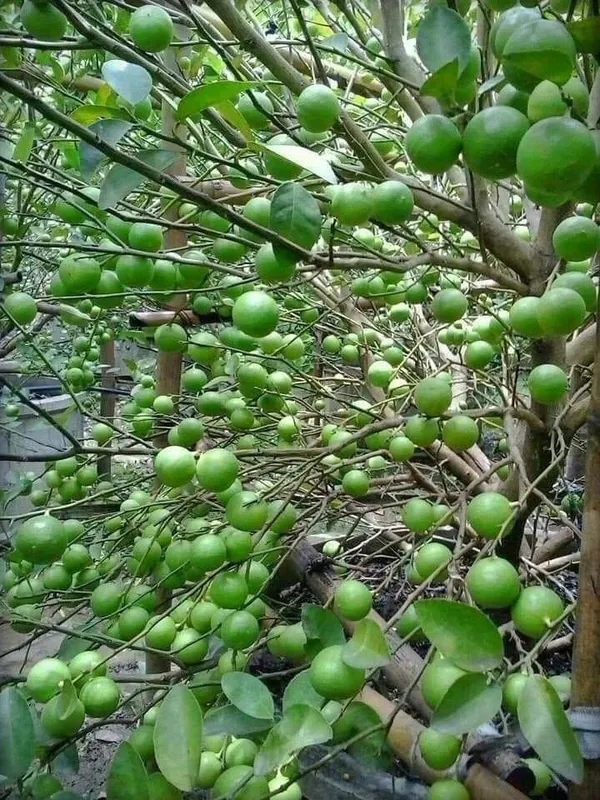 Lemon_Plant_(Hybrid,_Pack_of_1)
