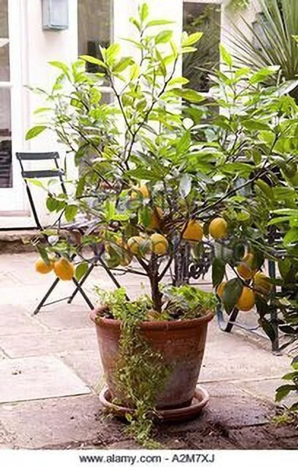 Lemon_Plant_(Hybrid,_Pack_of_1)