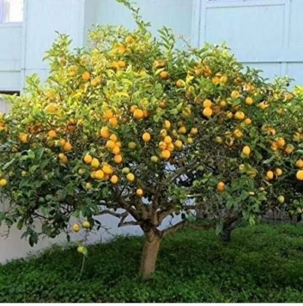 Lemon_Plant_(Hybrid,_Pack_of_1)