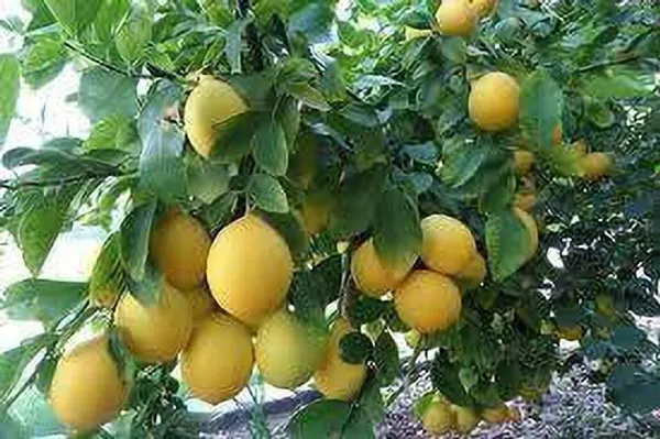 Lemon_Plant_(Hybrid,_Pack_of_1)