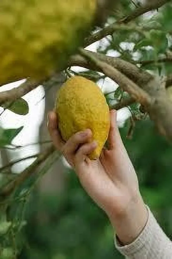 Lemon_Plant_(Hybrid,_Pack_of_1)