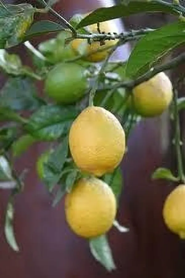Lemon_Plant_(Hybrid,_Pack_of_1)